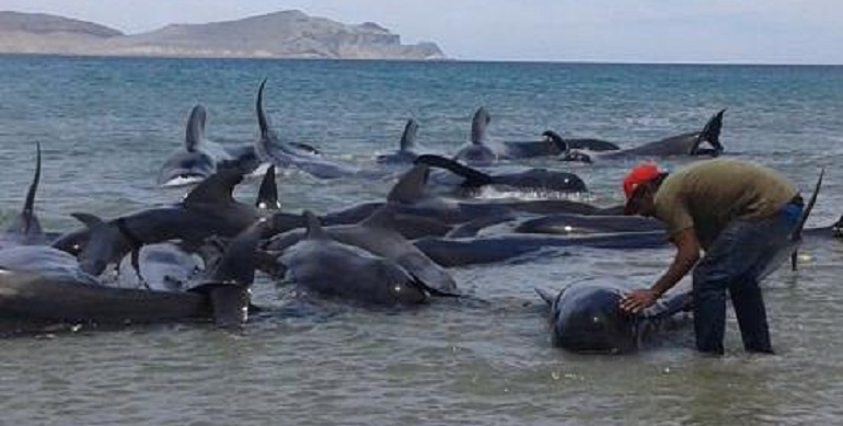 ballenas_baradas_baja_california