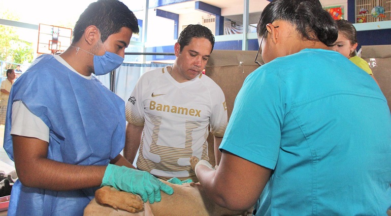 bienestar_animal_acapulco_costa_azul (1)