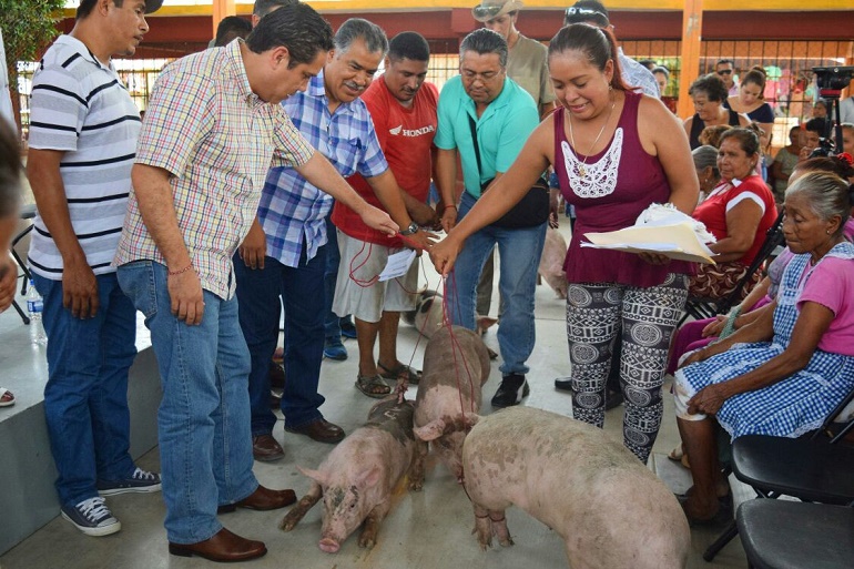 ganado porcino 1