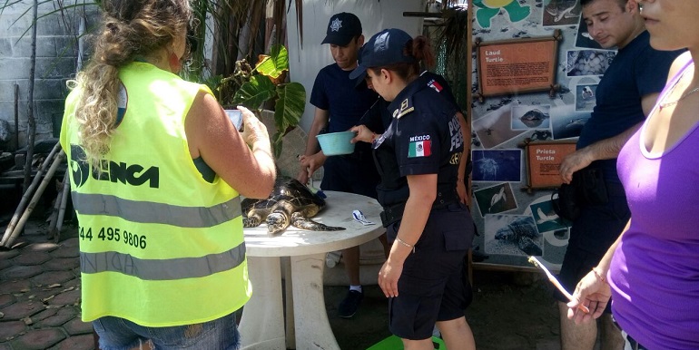 gendarmeria_apoyo_tortugas_acapulco (2)