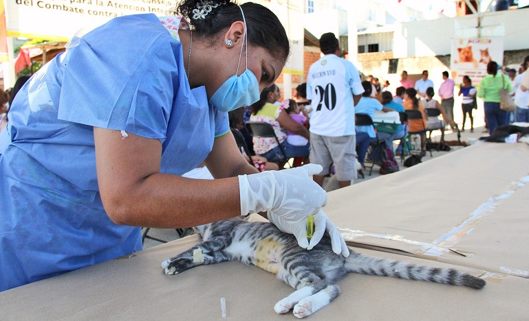 jornada_bienestar_animal_san_agustin (2)