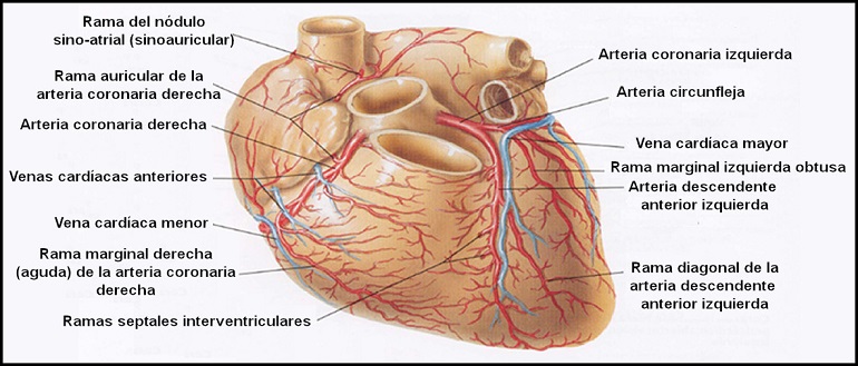 arterias_coronarias