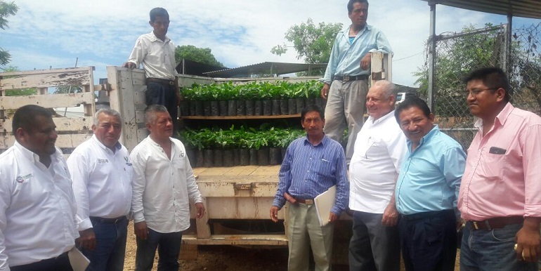 entrega_plantas_cafe_guerrero