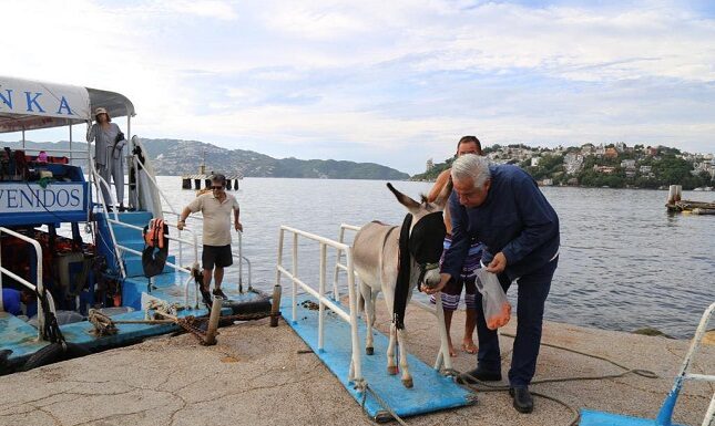 Por intervención de la gobernadora Evelyn Salgado, retiran al burro Manolín de la Isla de La Roqueta en Acapulco