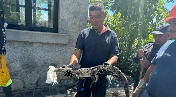 La SGIRPCGRO implementa operativo especial para capturar cocodrilos en zonas urbanas de Acapulco